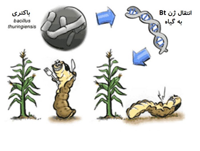 شکل 10 :انتقال ژن Bt از باکتری thuringiensis Bacillus به گیاه ذرت
