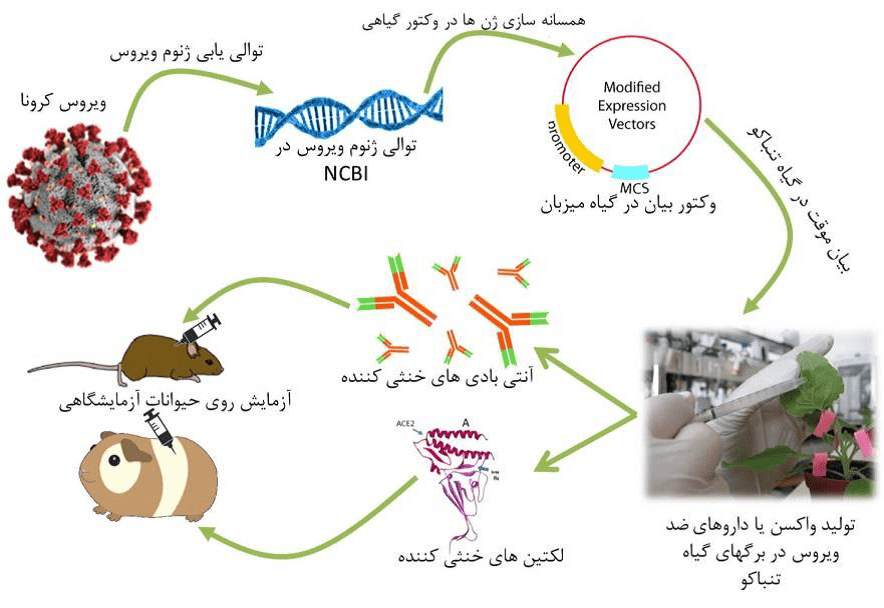 شکل 8 :کاربرد بیوتکنولوژی گیاهی و مراحل بیان موقت ژن در راستای تولید واکسن و داروهای ضد ویروس (کرونا) در گیاه تنباکو (5)